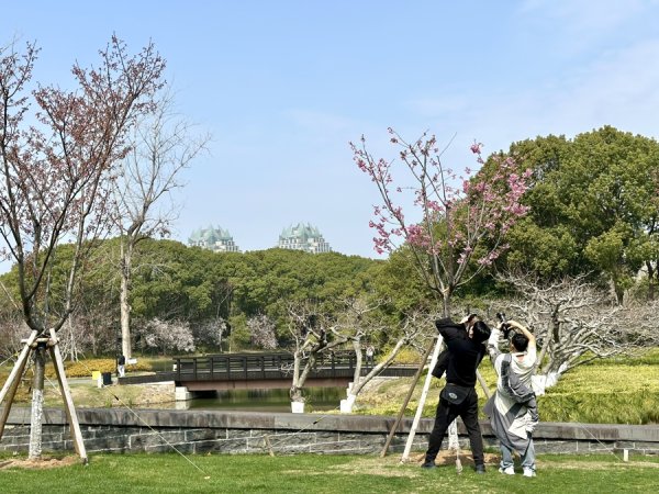 世纪公园樱花季升级！70多株“珍品”垂枝樱将迎盛花期，浪漫值即将拉满