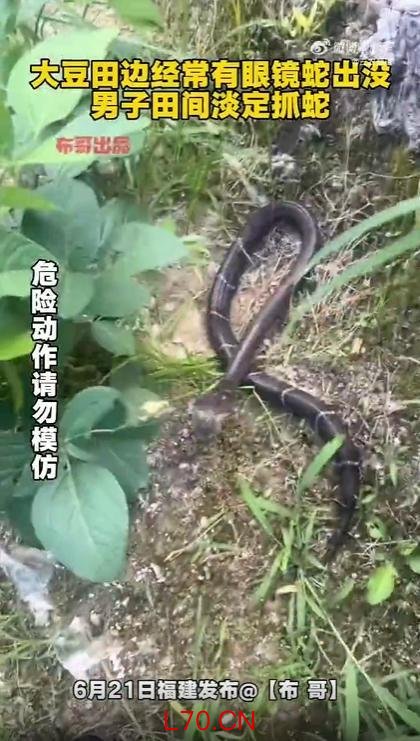 男子田里遇眼镜蛇直接上手弹脑瓜崩